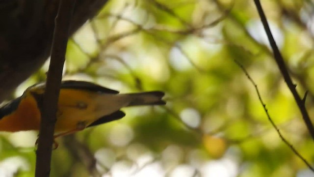 Tropical Parula - ML645420132