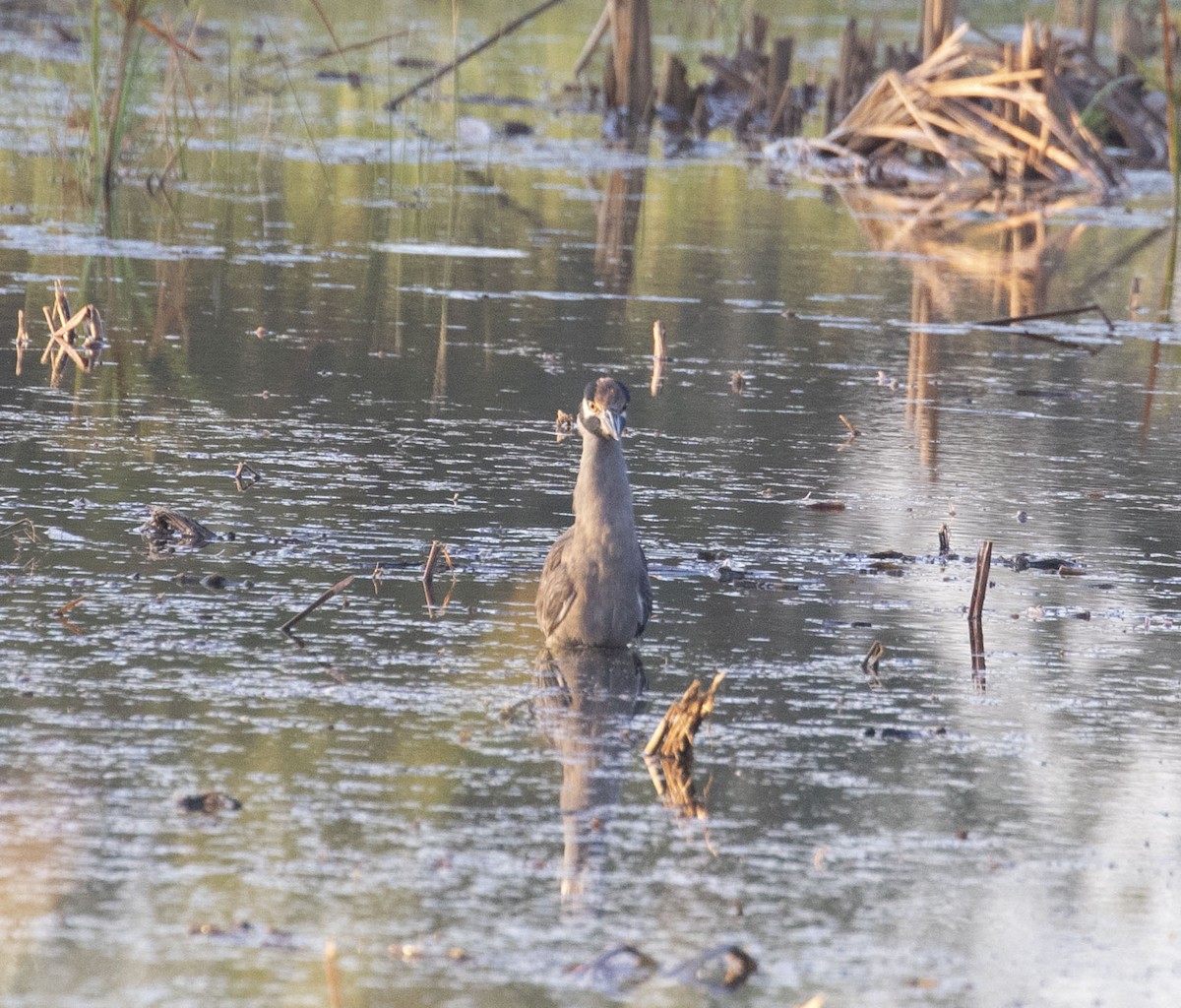 אנפת לילה צהובת-כיפה - ML645420139