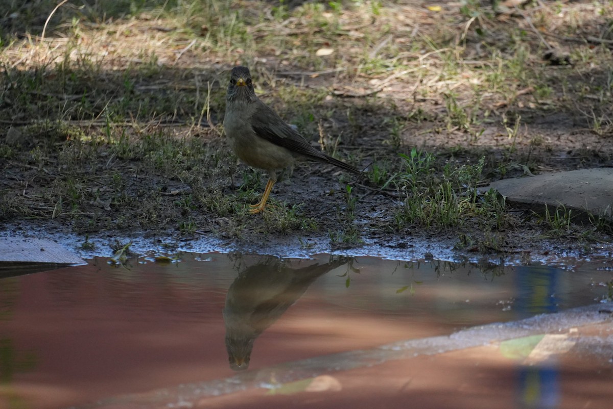 Austral Thrush - ML645420144