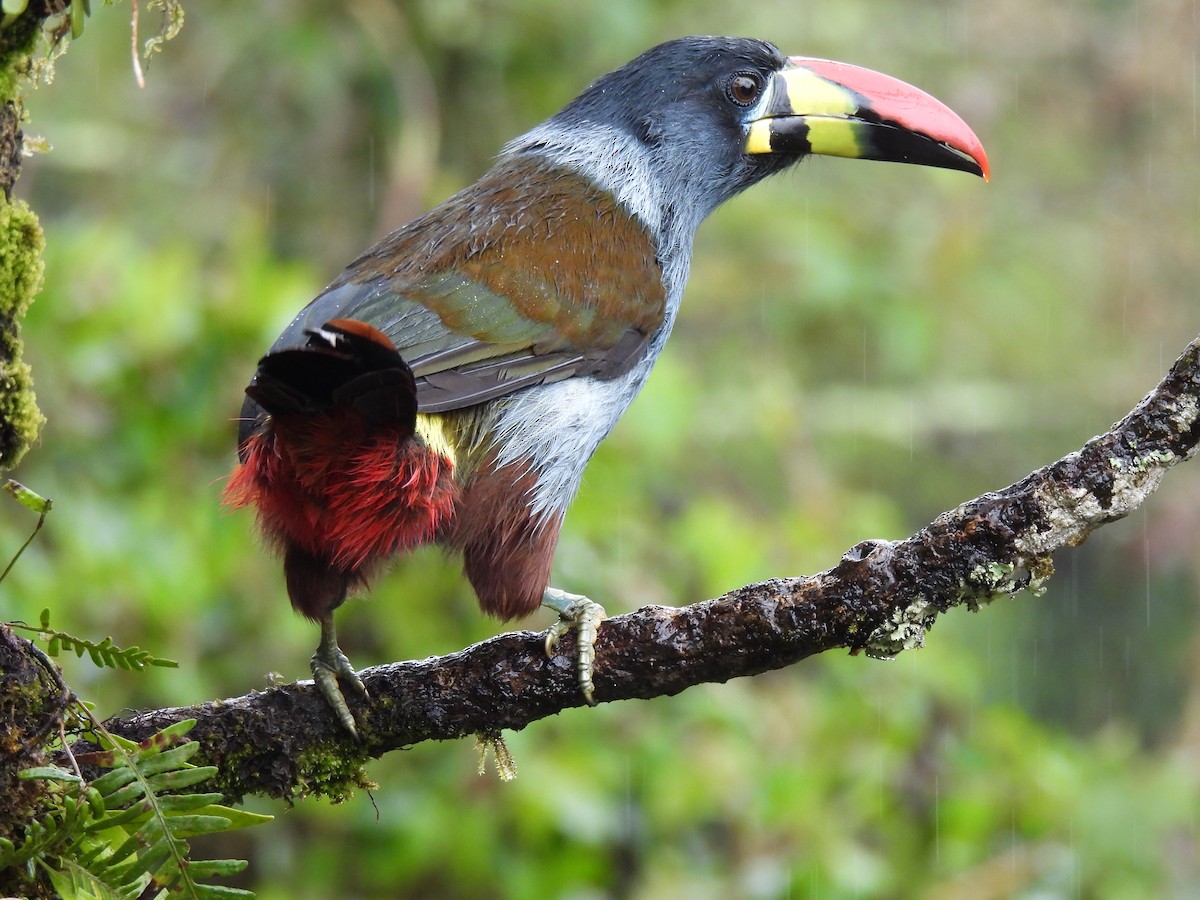 Gray-breasted Mountain-Toucan - ML645420145