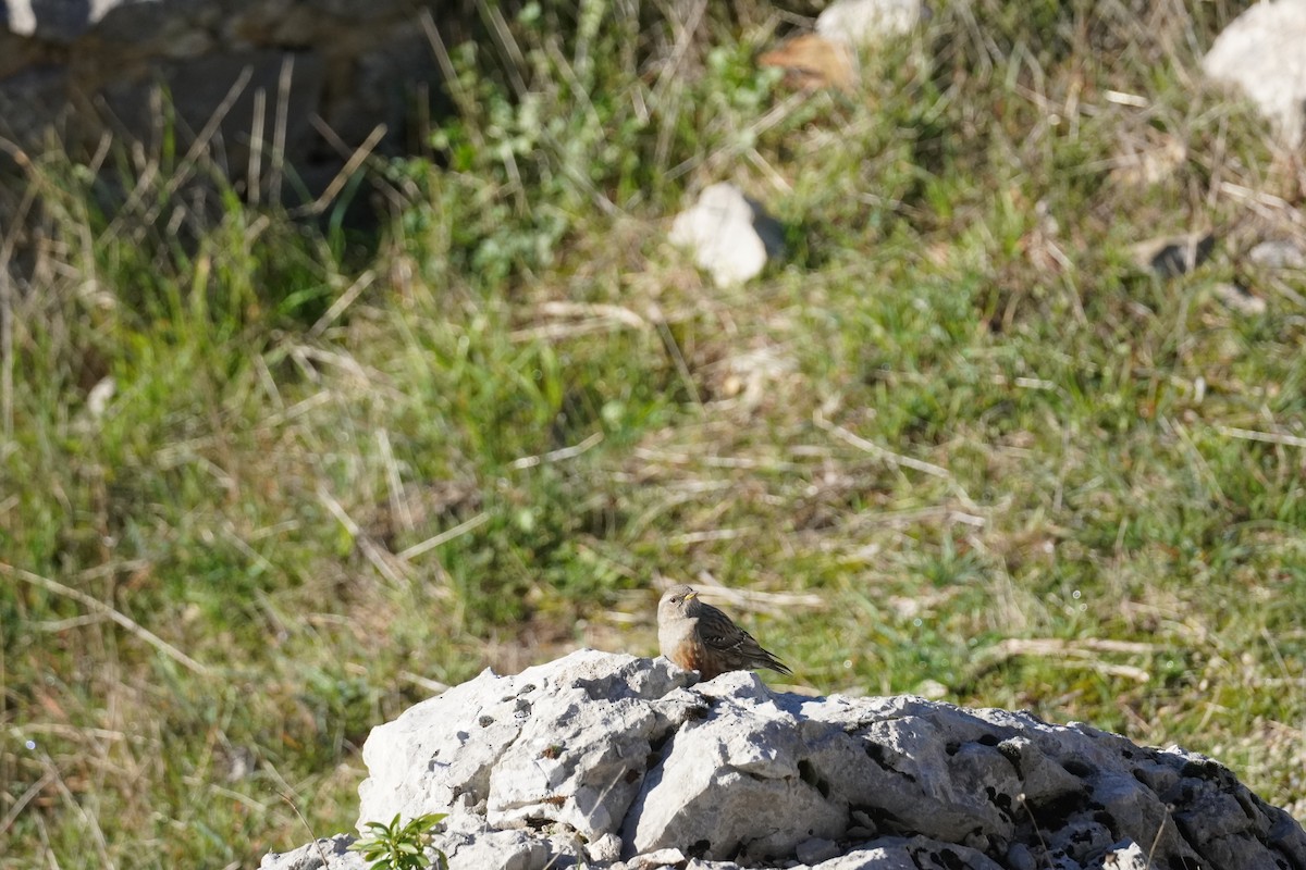 Alpine Accentor - ML645420147
