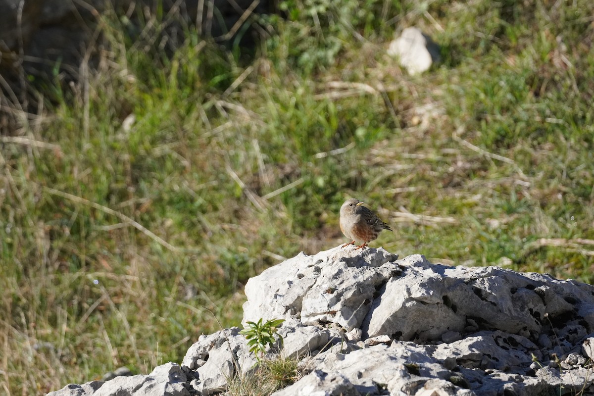 Alpine Accentor - ML645420148