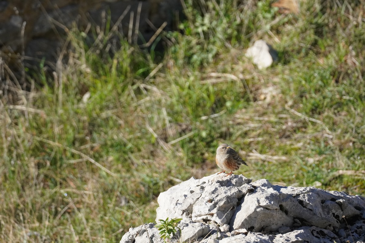 Alpine Accentor - ML645420149
