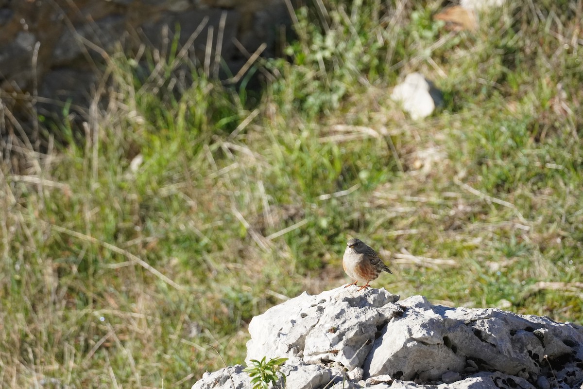 Alpine Accentor - ML645420150