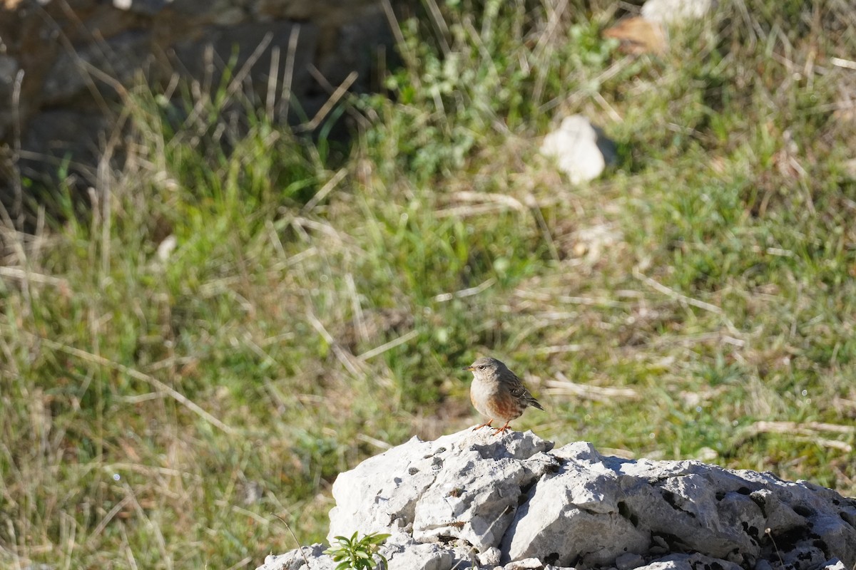 Alpine Accentor - ML645420151