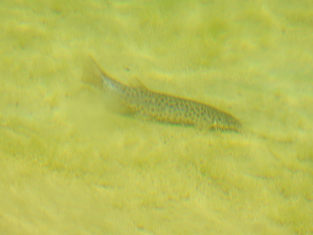 Ray-finned Fishes - ML645420162