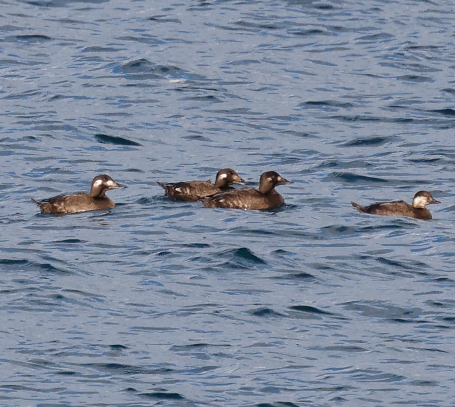 Black Scoter - ML645420163