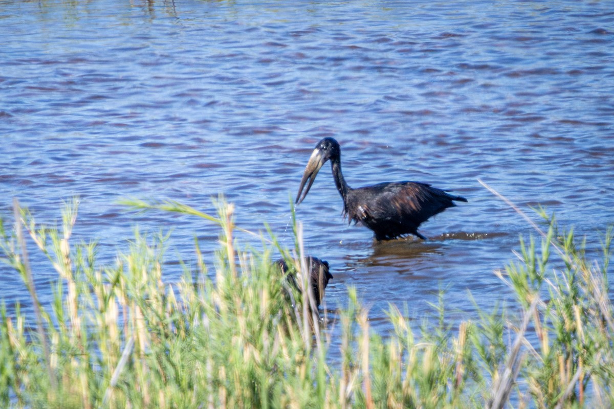 Bec-ouvert africain - ML645420164