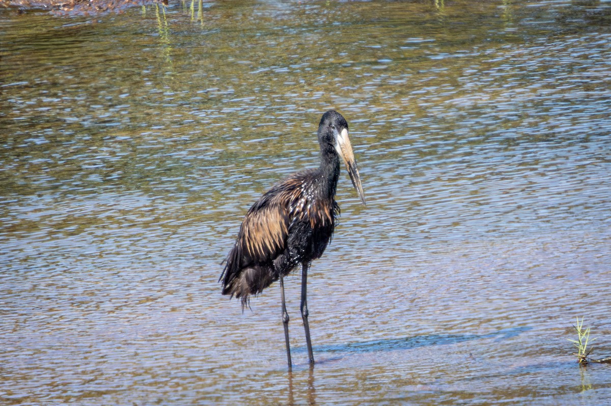 Bec-ouvert africain - ML645420165