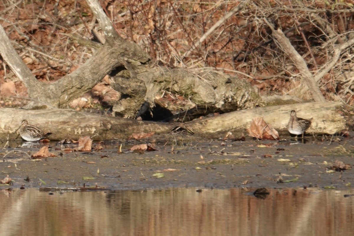 Wilson's Snipe - ML645420172