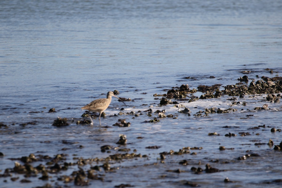 Long-billed Curlew - ML645420173