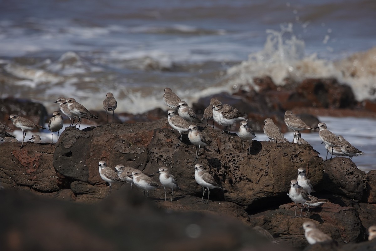 Tibetan Sand-Plover - ML645420174