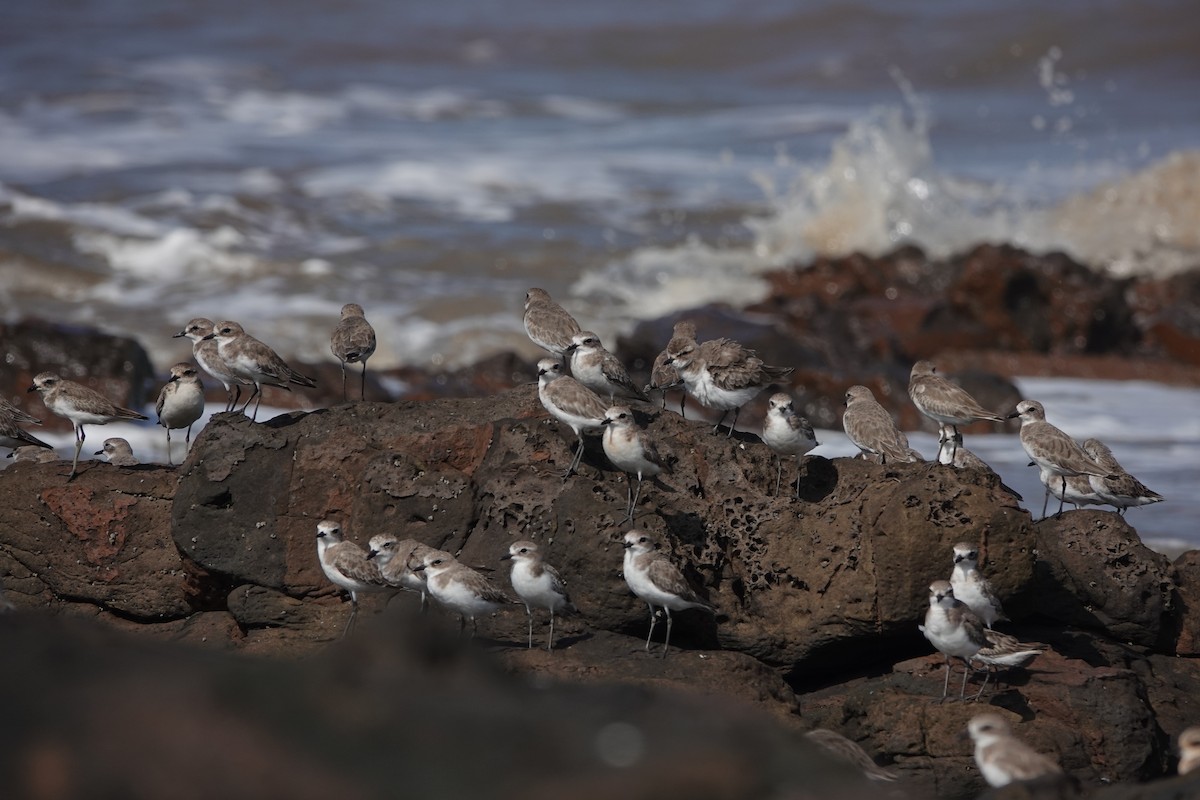 Tibetan Sand-Plover - ML645420175