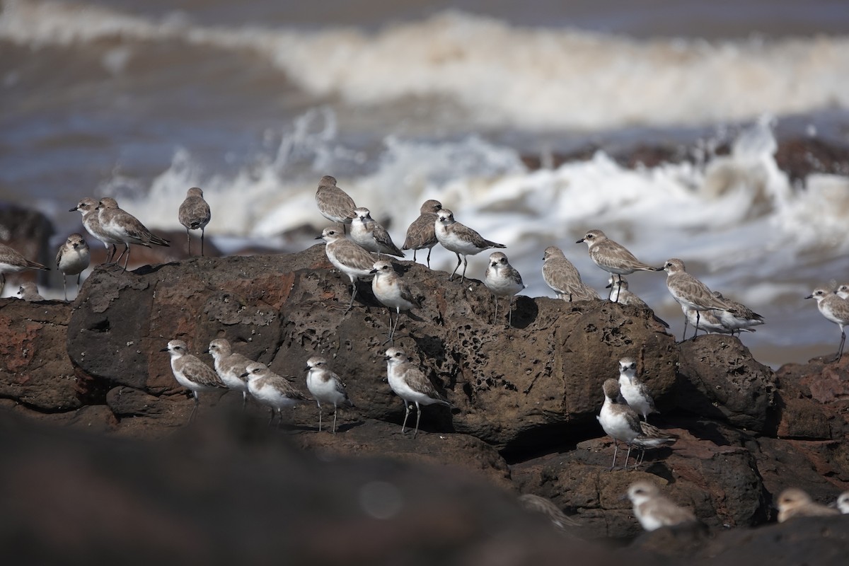 Tibetan Sand-Plover - ML645420176
