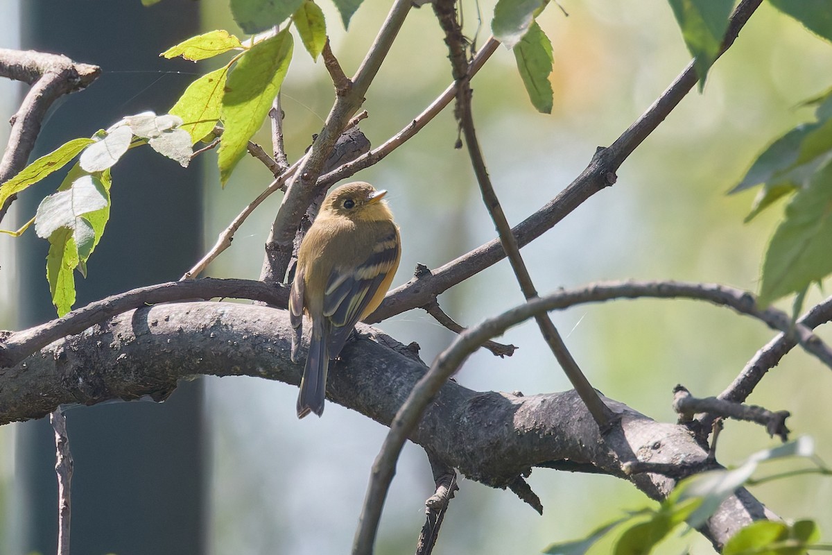 Buff-breasted Flycatcher - ML645420185
