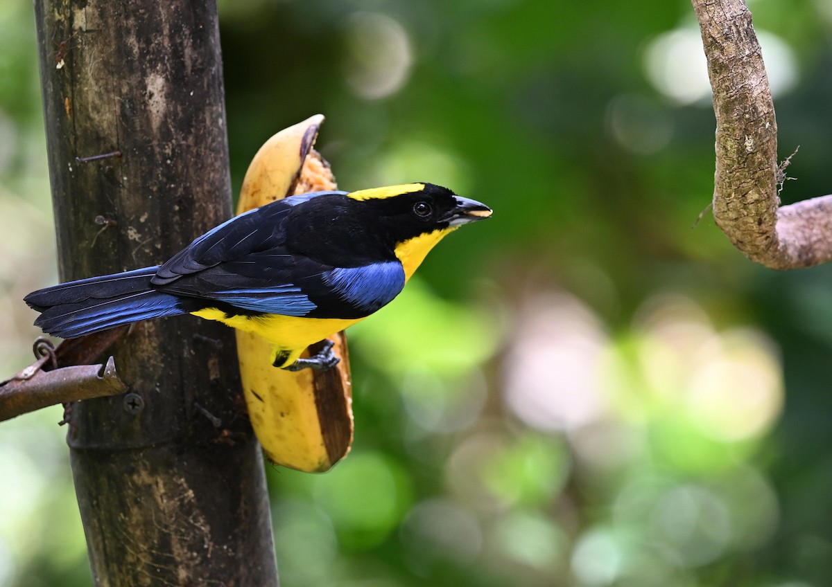 Желтошапочная танагра - ML645420187