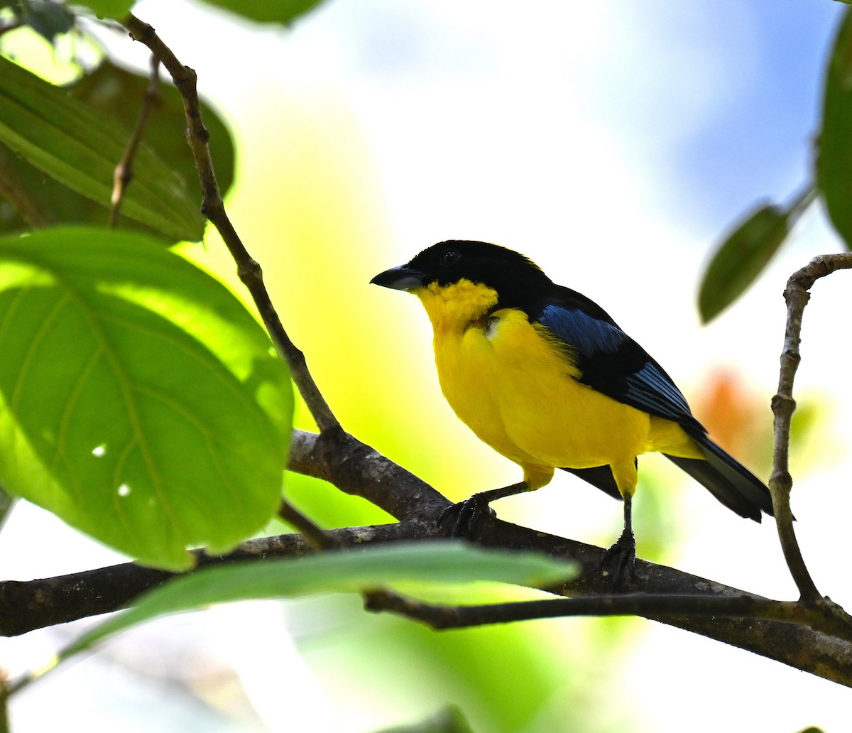 Желтошапочная танагра - ML645420189