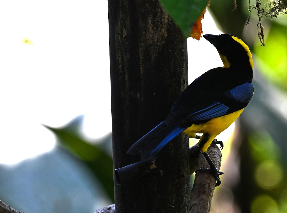 Желтошапочная танагра - ML645420190