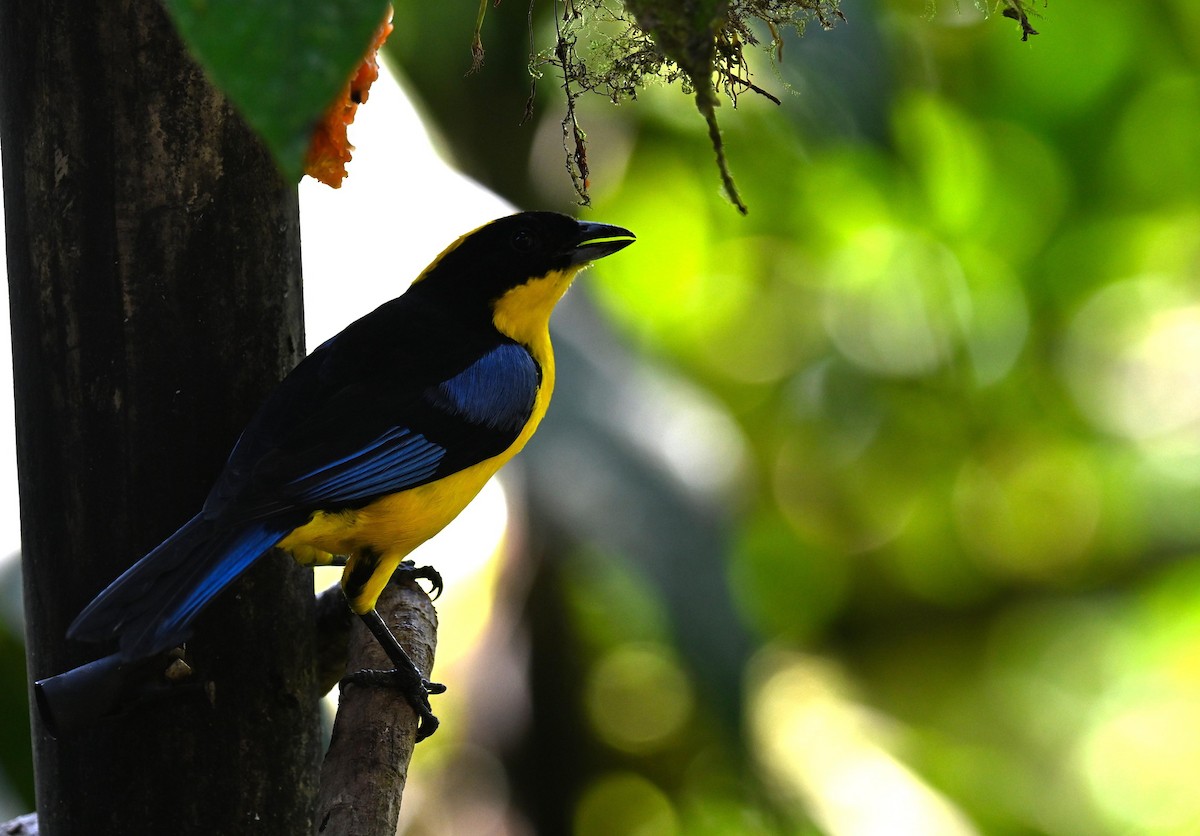 Желтошапочная танагра - ML645420191