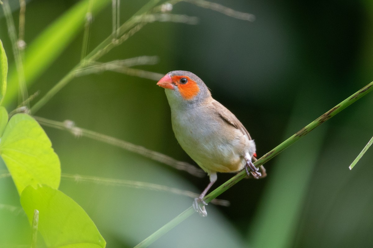 Оранжевощёкий астрильд - ML645420194