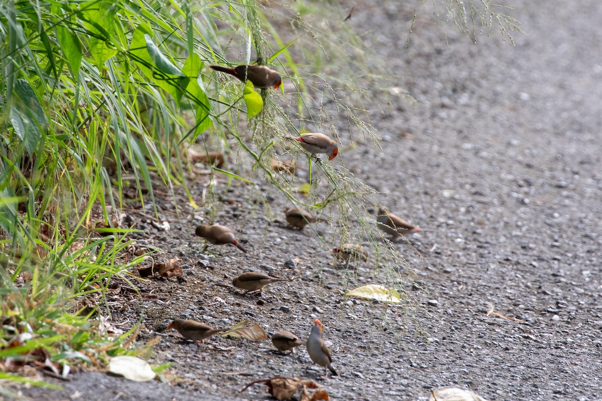 Оранжевощёкий астрильд - ML645420196