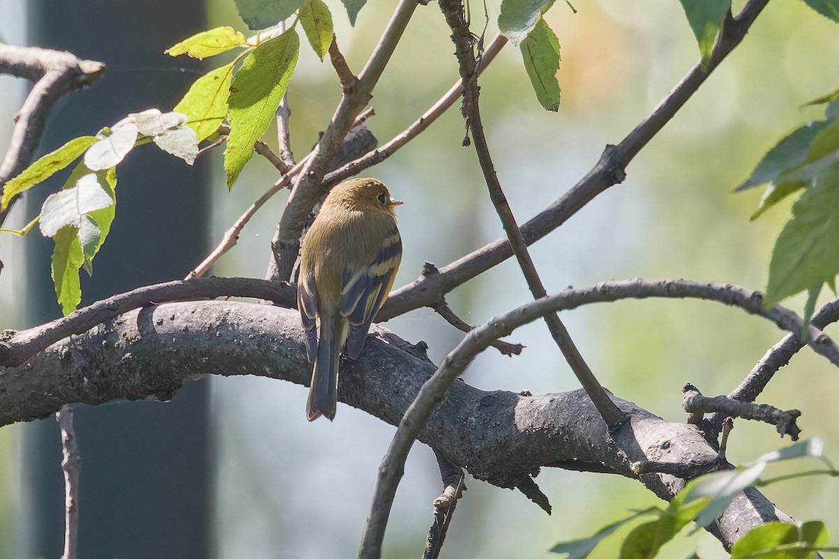 Buff-breasted Flycatcher - ML645420197