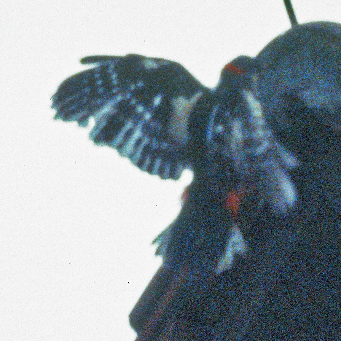 Большой пёстрый дятел - ML645420198