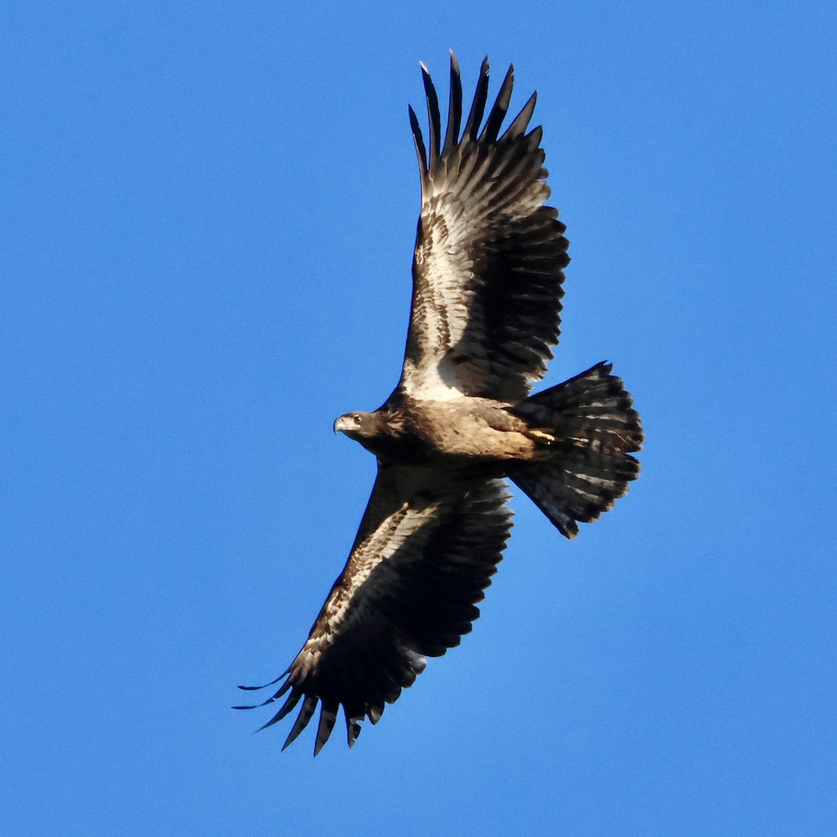 Белоголовый орлан - ML645420199