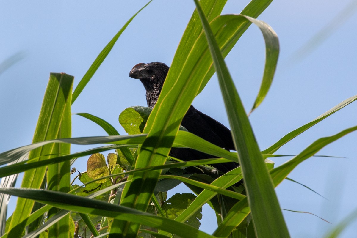 Гладкоклювая ани - ML645420200