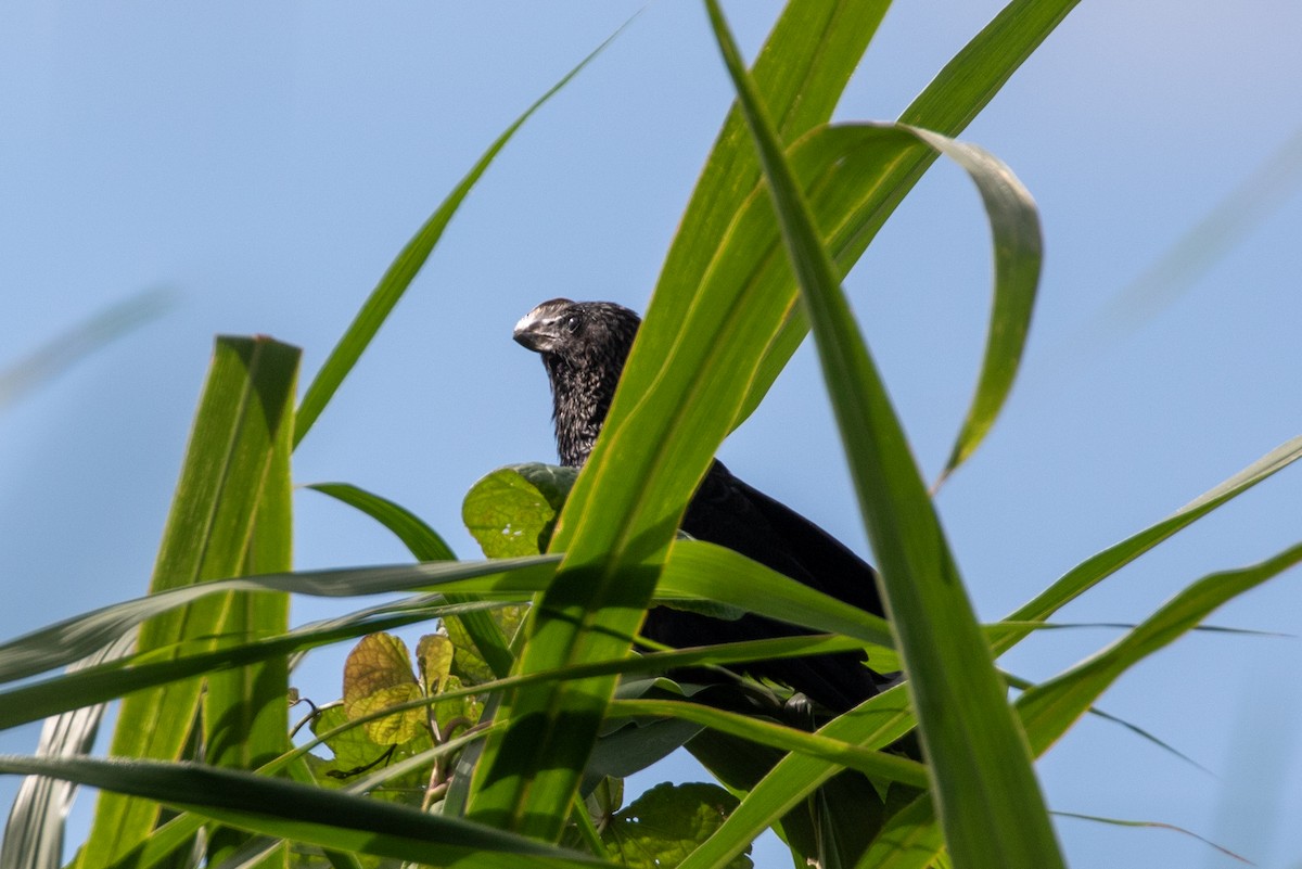 Гладкоклювая ани - ML645420201