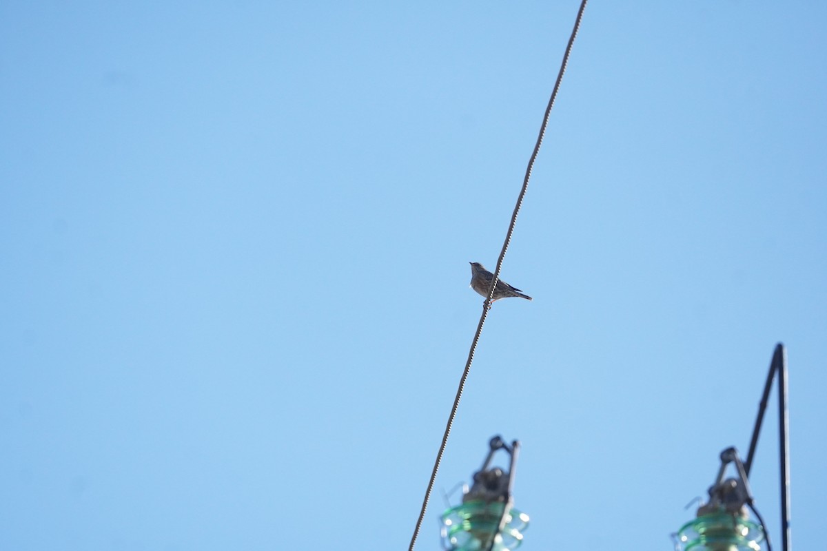 Альпийская завирушка - ML645420202