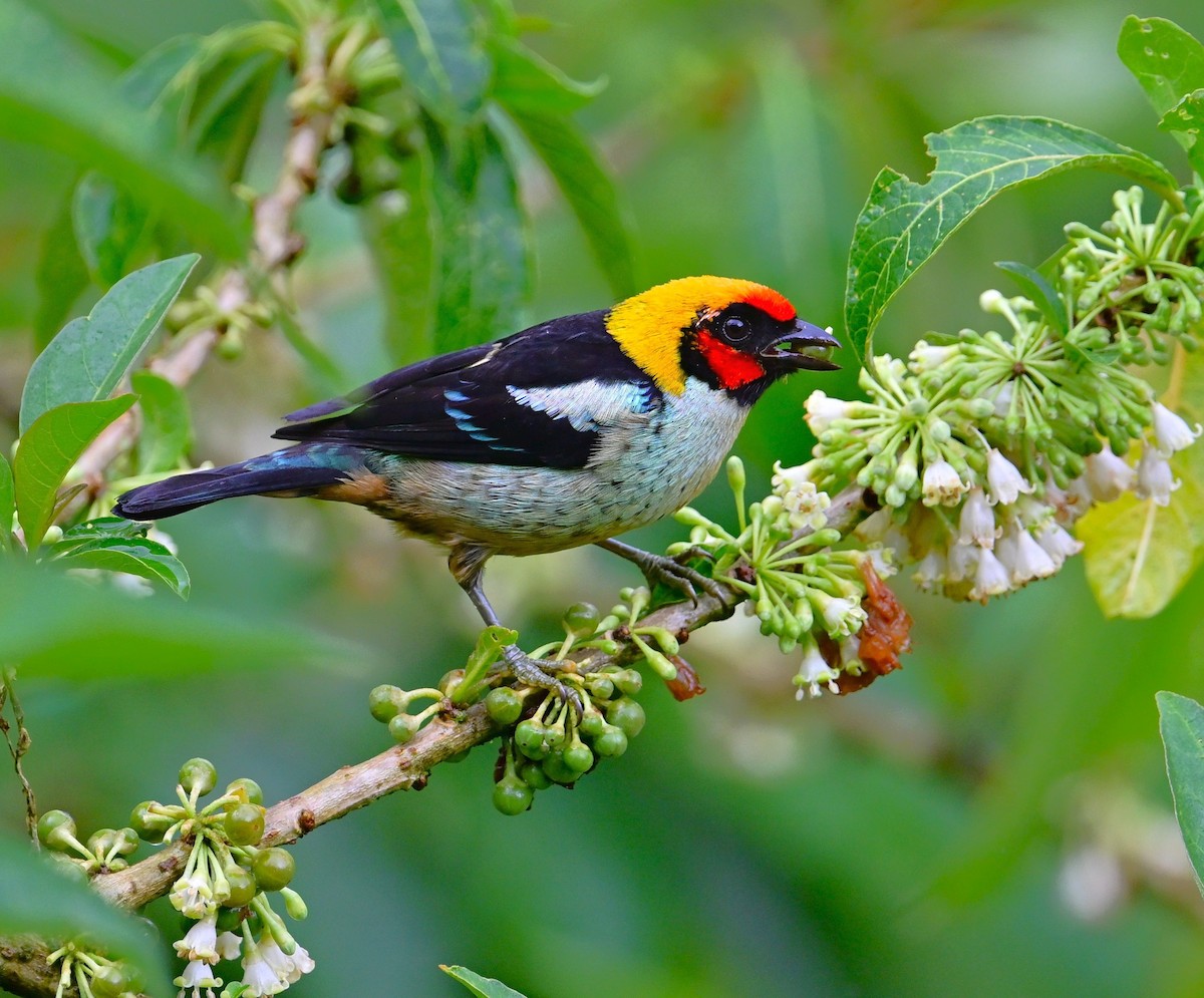 Огненнолицая танагра - ML645420203