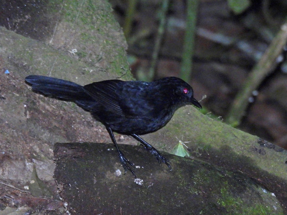 Западная огнеглазка - ML645420204