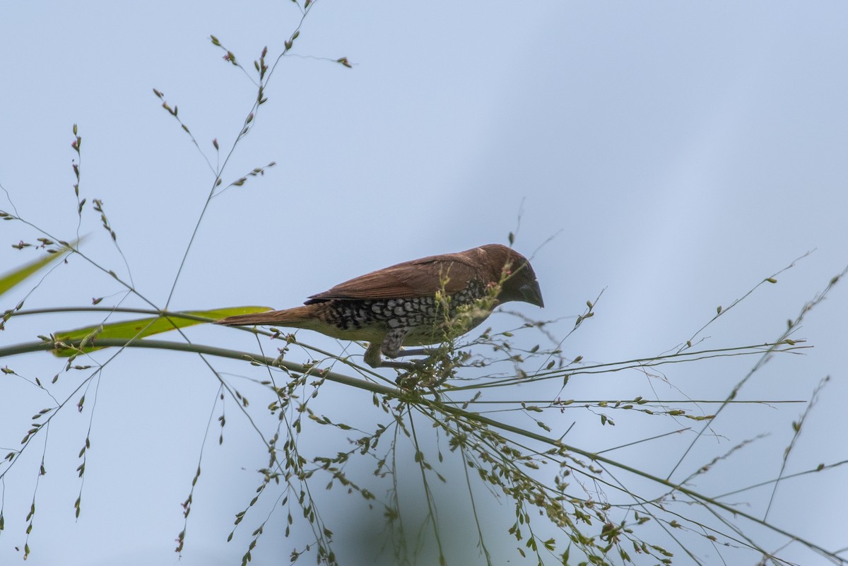 Чешуйчатая муния - ML645420205