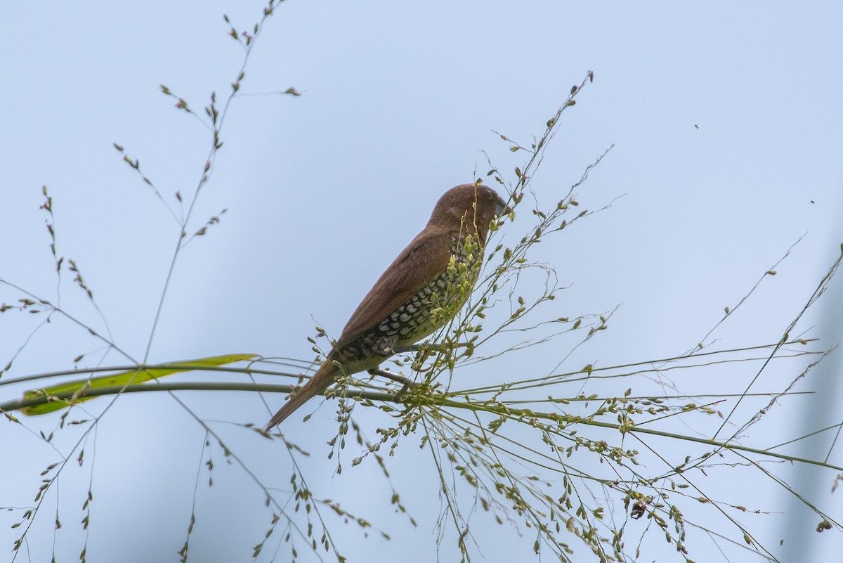 Чешуйчатая муния - ML645420206