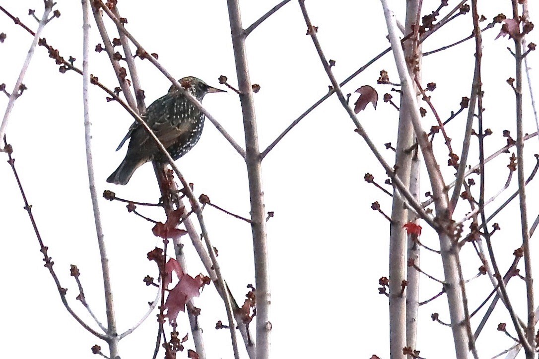 Обыкновенный скворец - ML645420207