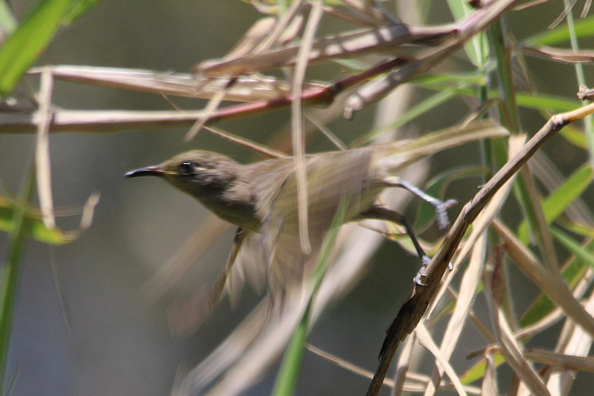 Бурый медолюб - ML645420208