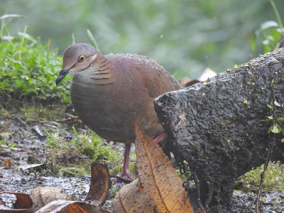Белозобая перепелиная горлица - ML645420209