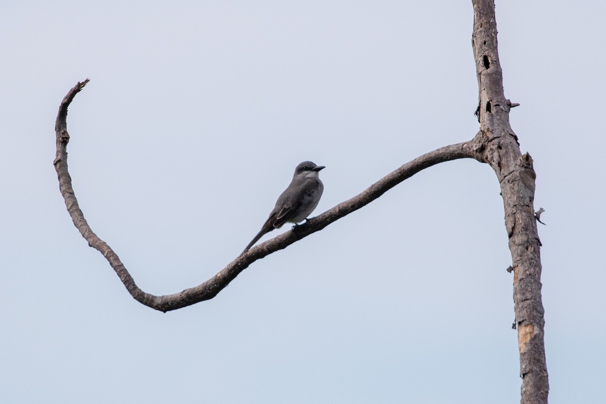 Серый тиранн - ML645420211