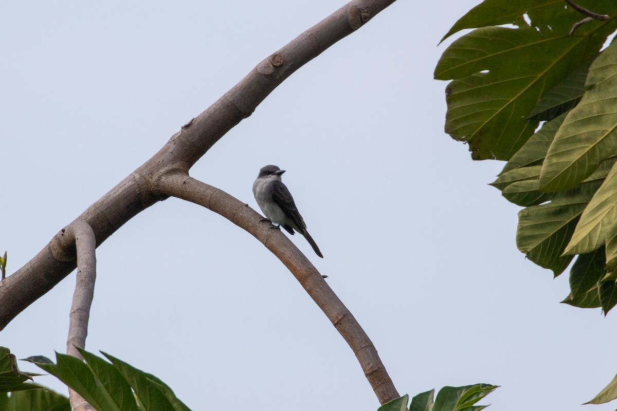 Серый тиранн - ML645420212