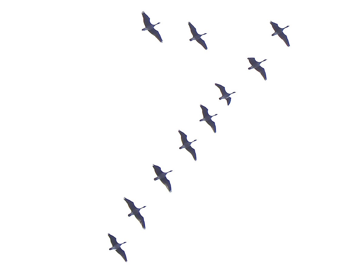 Канадская казарка - ML645420213