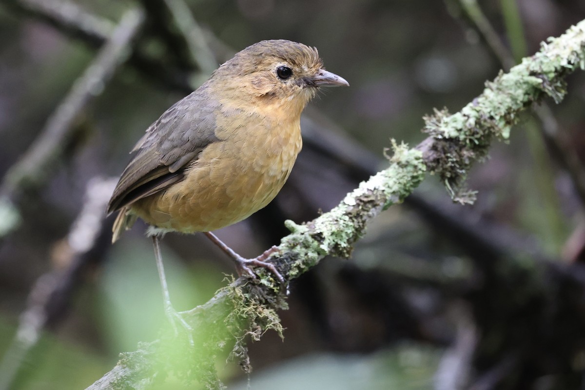 Tawny Antpitta - ML645420214