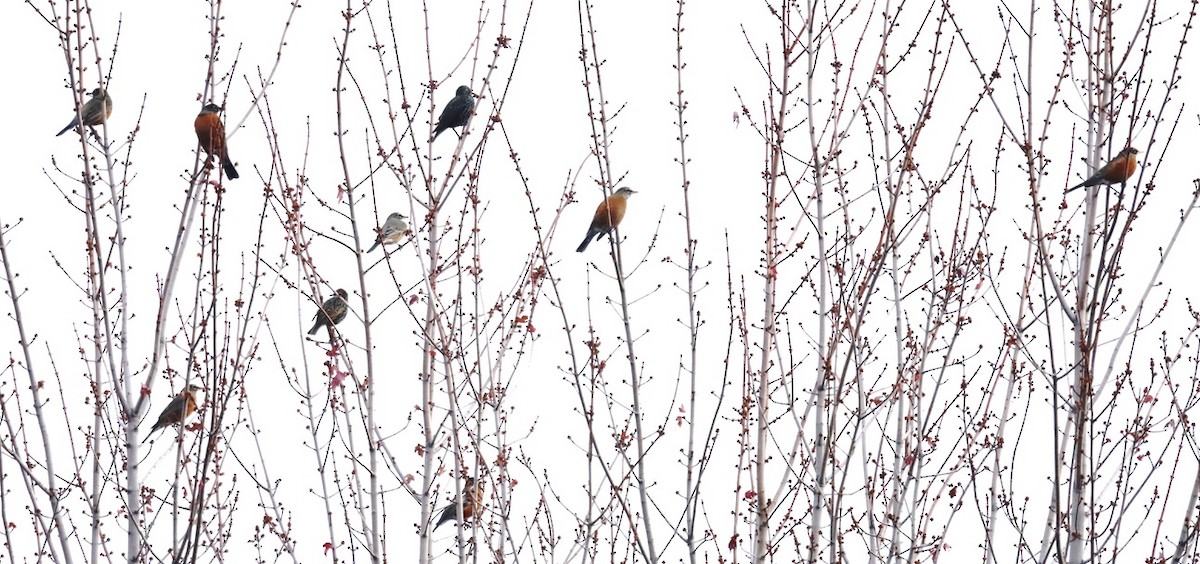 Странствующий дрозд - ML645420215