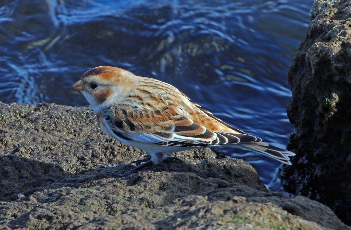 sněhule severní - ML645420226