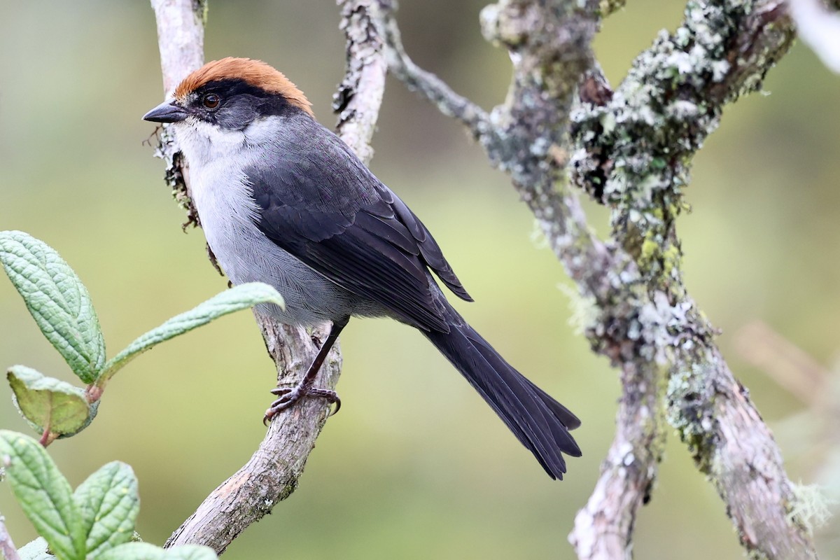 Antioquia Brushfinch - ML645420232
