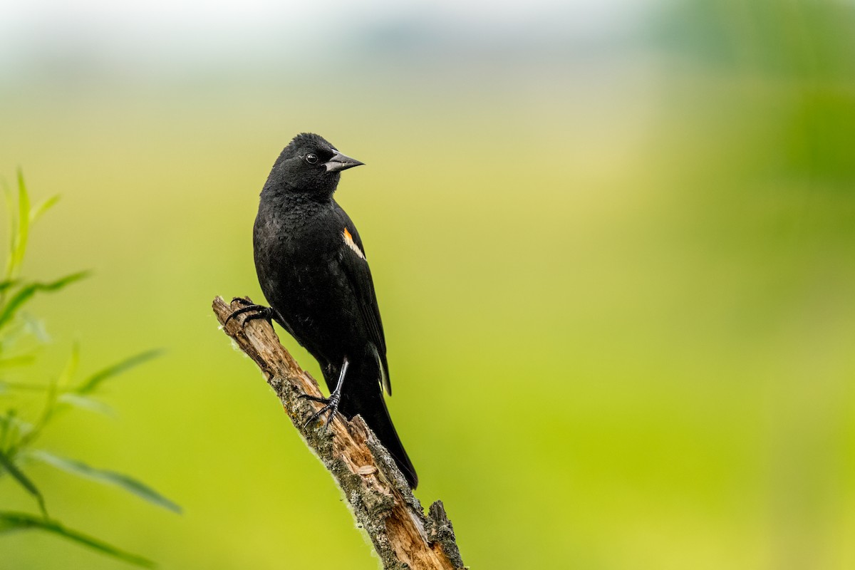 Red-winged Blackbird - ML645420240