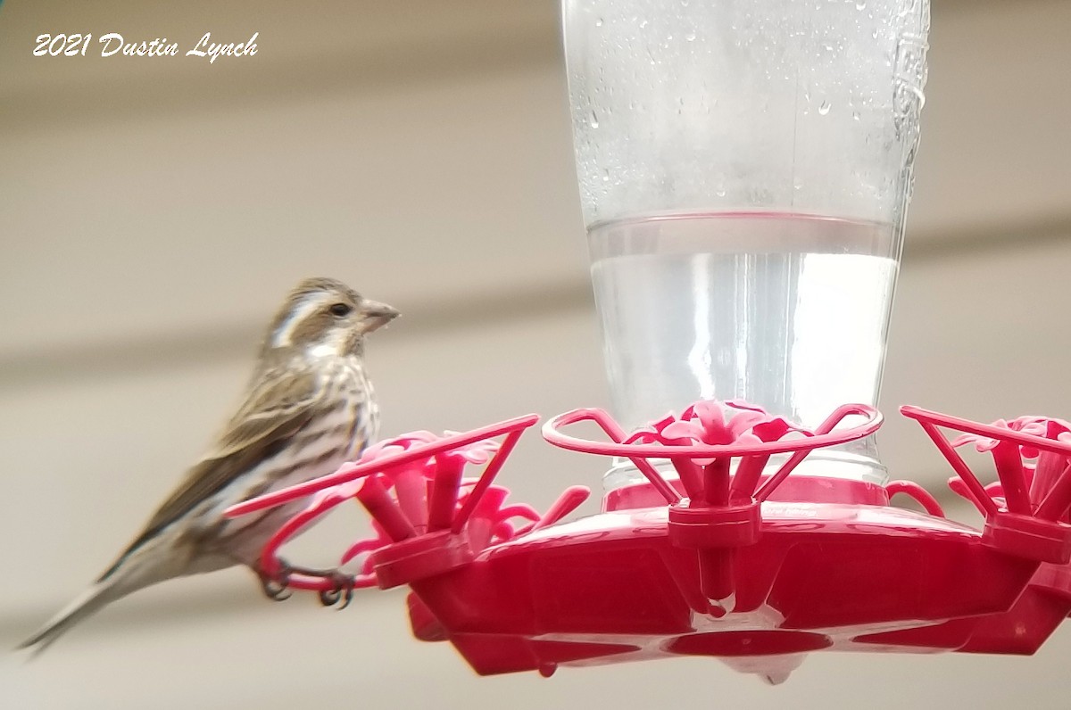 Purple Finch - ML645420241