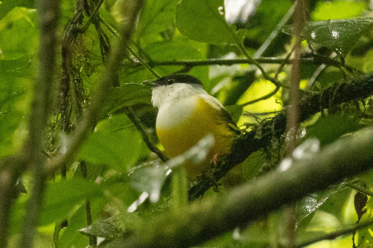 White-collared Manakin - ML645420245