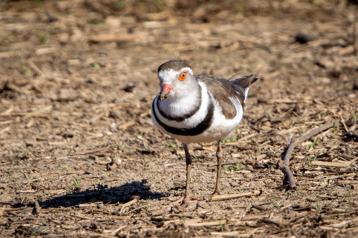 Three-banded Plover - ML645420248