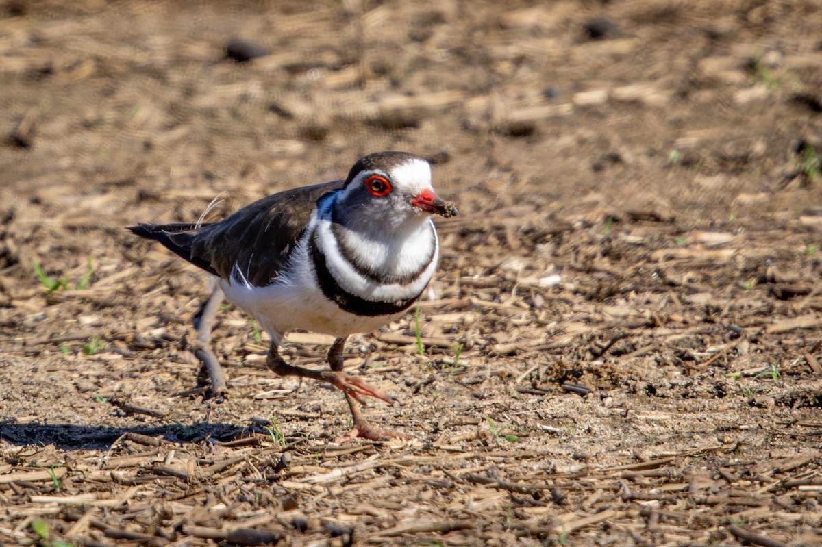 Three-banded Plover - ML645420249